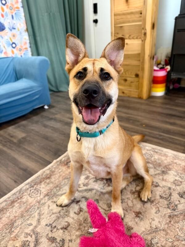 Barney Delight The Certified Mood Booster