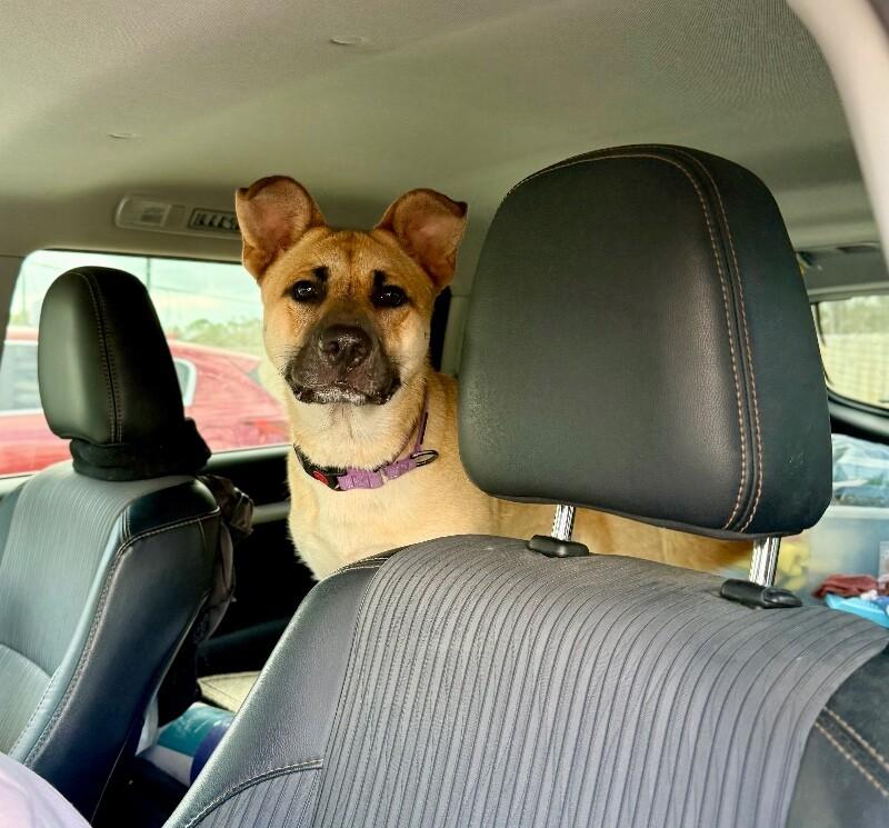 Barney Delight The Certified Mood Booster — thumbnail 3