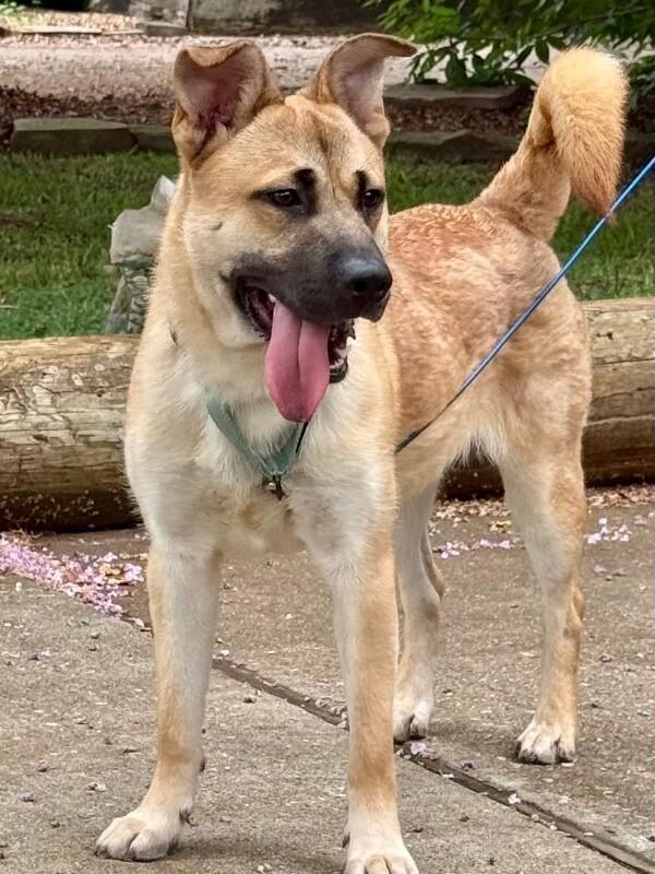 Barney Delight The Certified Mood Booster — thumbnail 5