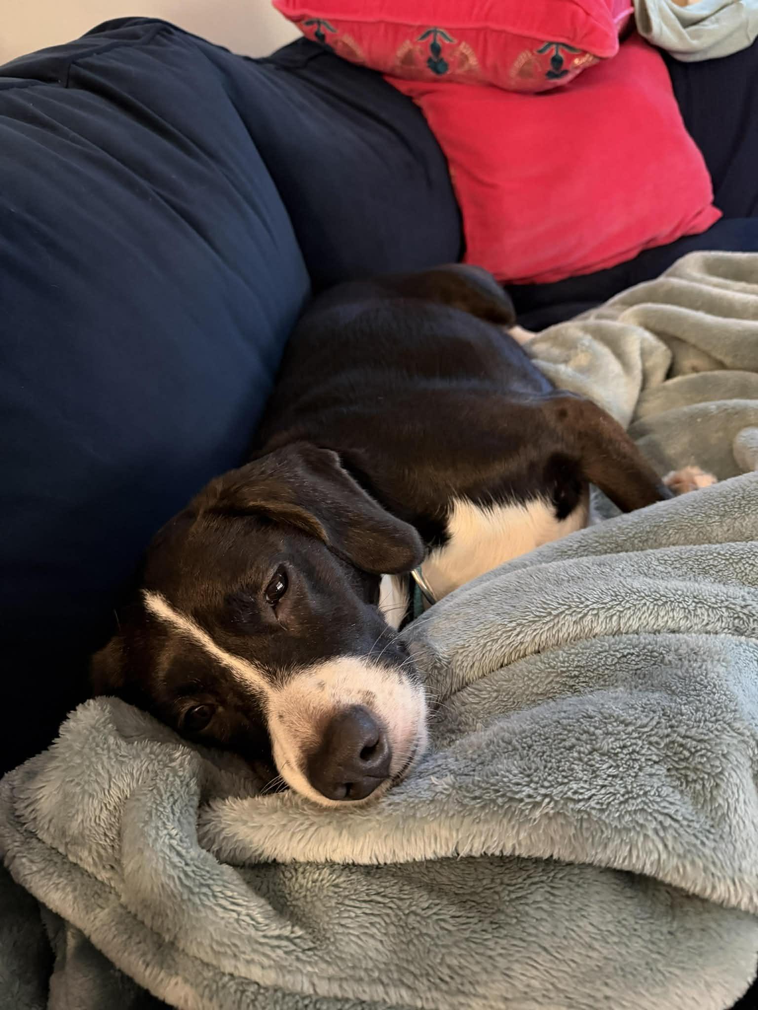 Enlarge Amelia, a ADOPTABLE mixed breed in Nottingham, MD image 5/6