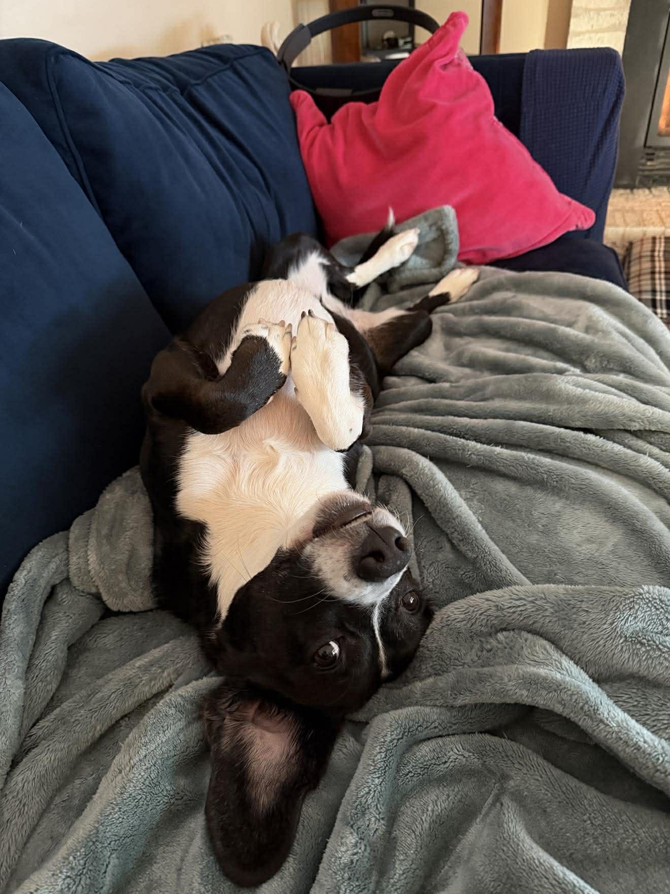 Enlarge Amelia, a ADOPTABLE mixed breed in Nottingham, MD image 4/6