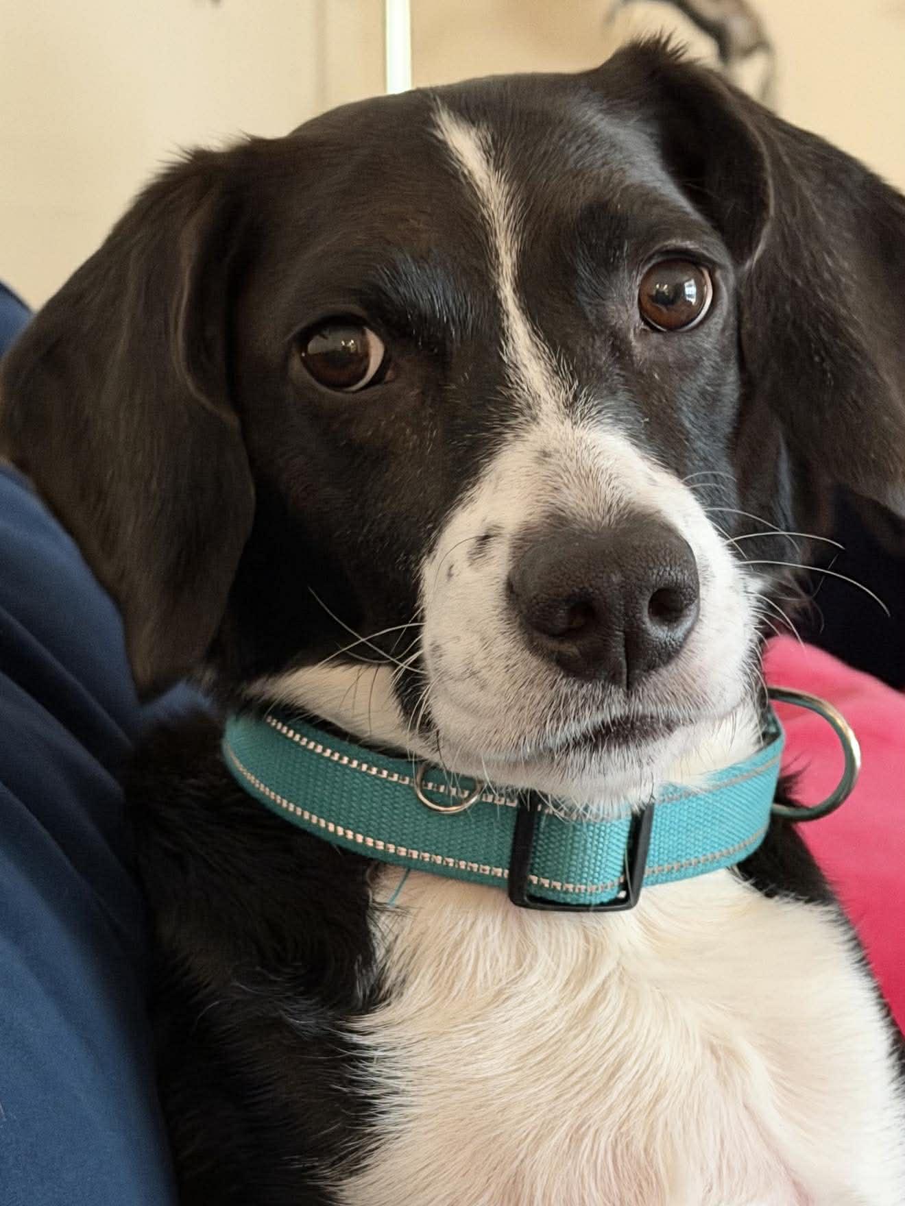 Amelia, ADOPTABLE, Adult Female Beagle.