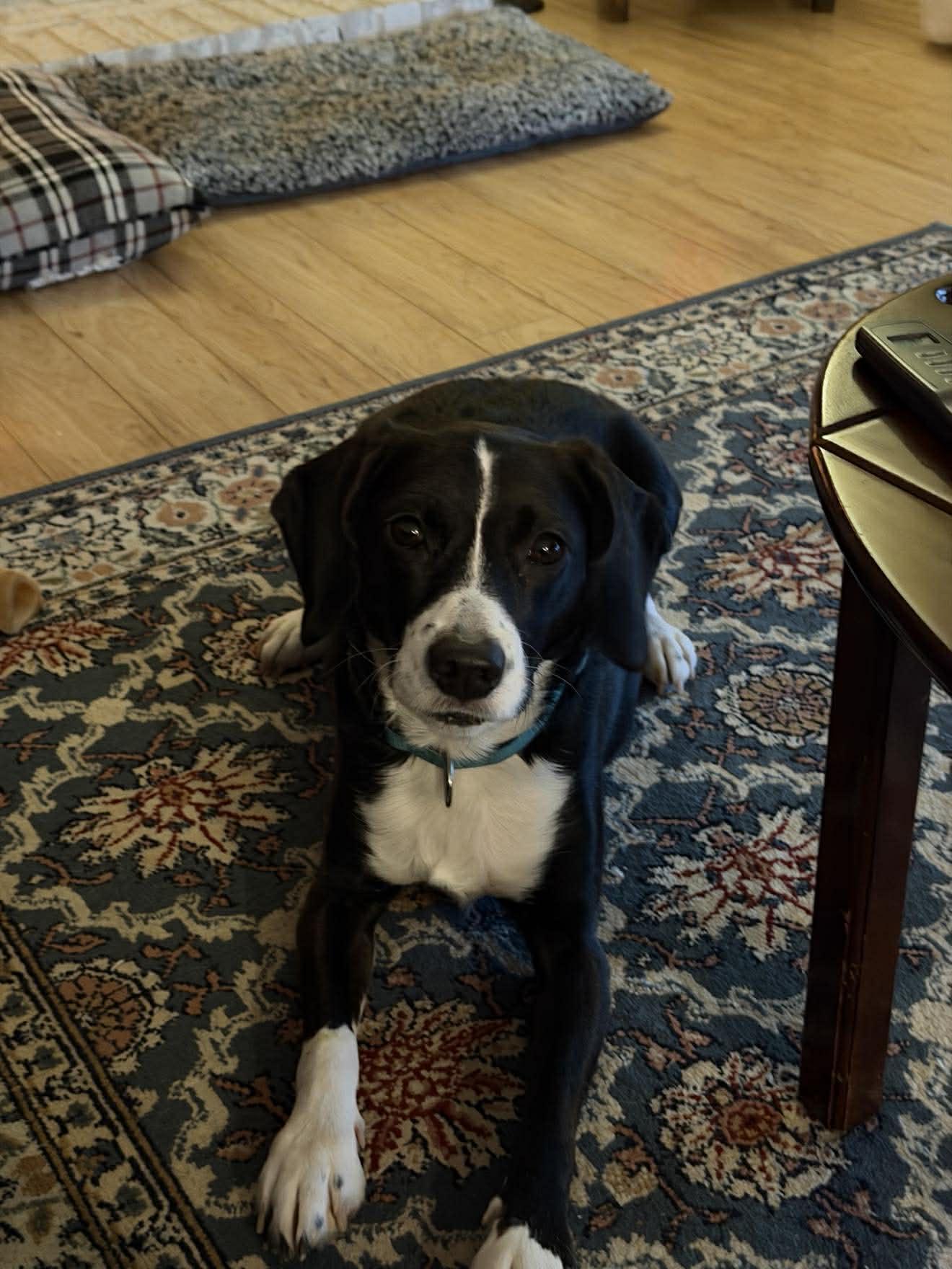 Enlarge Amelia, a ADOPTABLE mixed breed in Nottingham, MD image 6/6