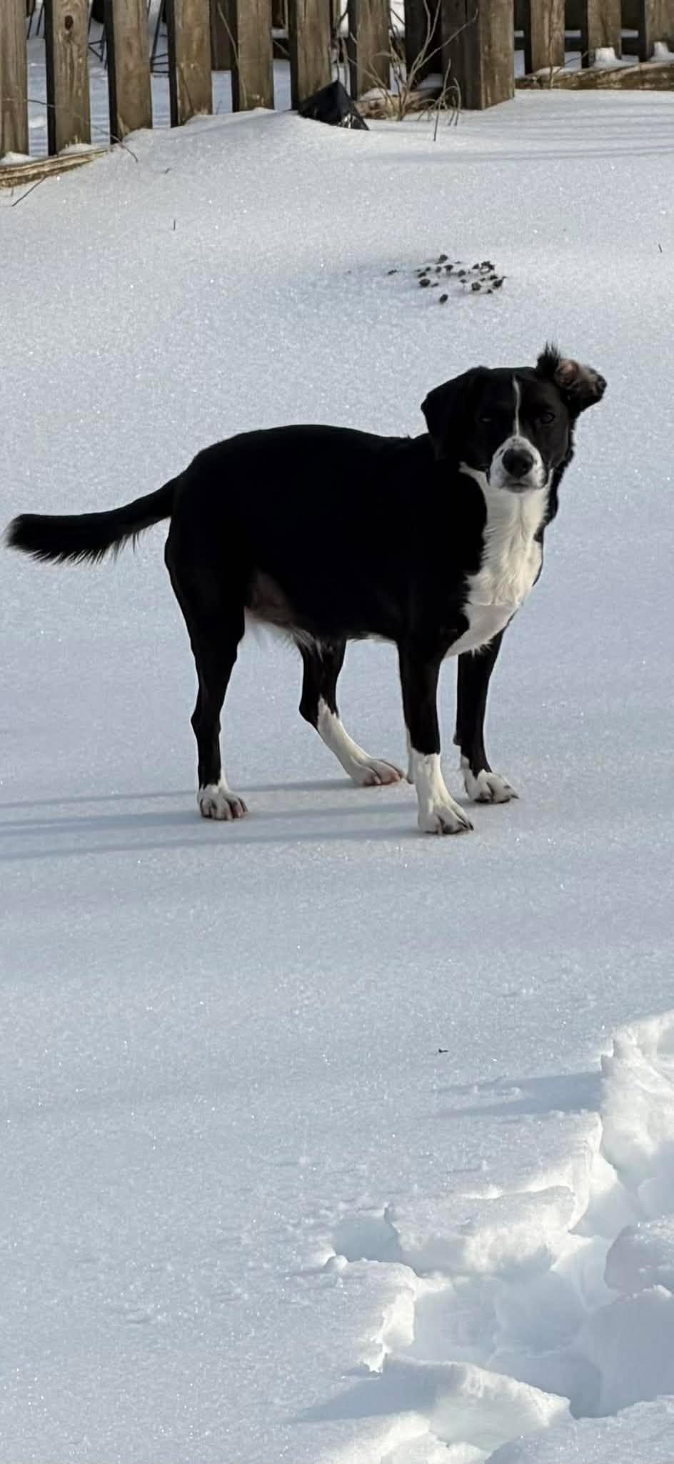 Enlarge Amelia, a ADOPTABLE mixed breed in Nottingham, MD image 2/6