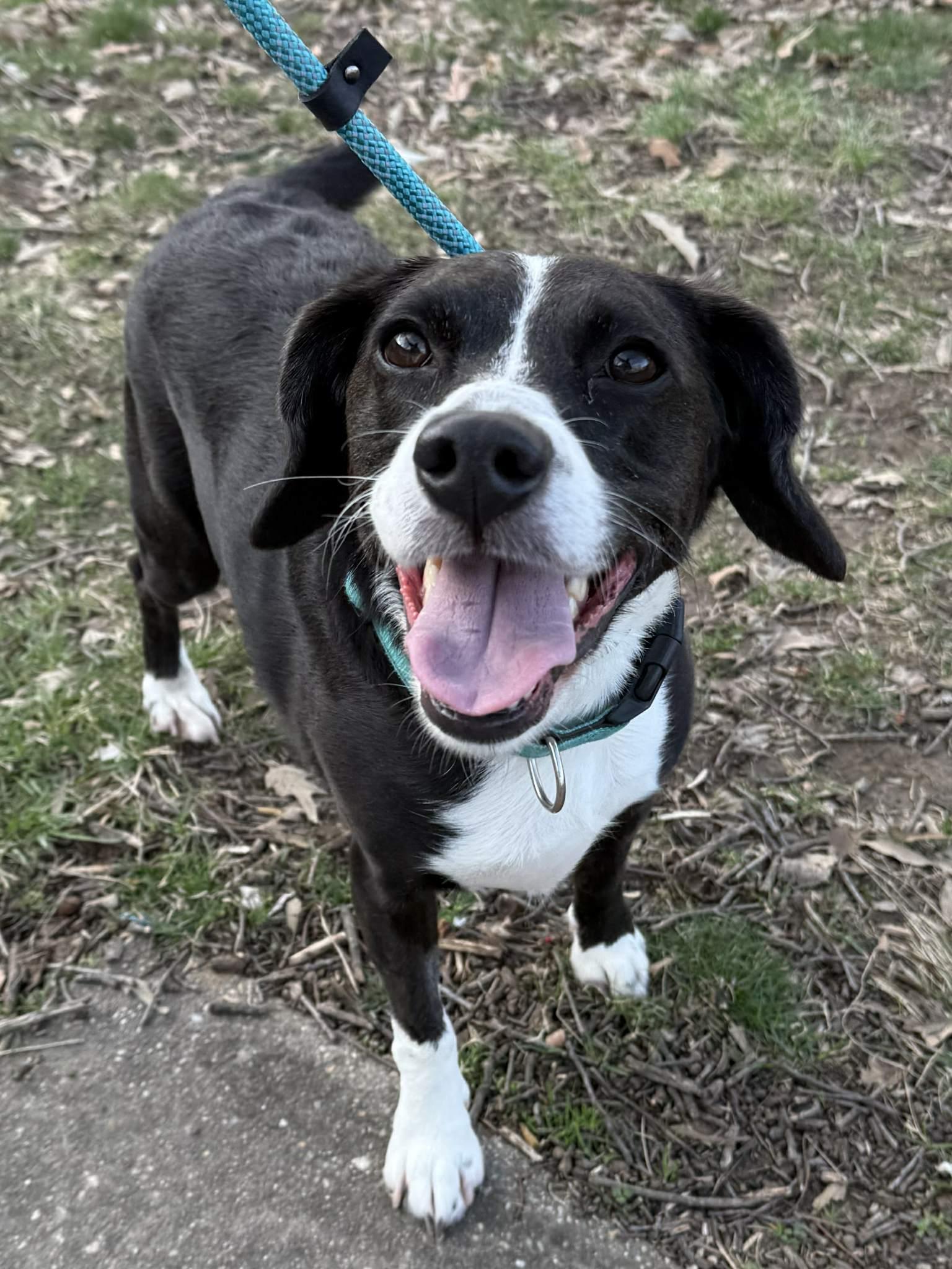 Enlarge Amelia, a ADOPTABLE mixed breed in Nottingham, MD image 3/6