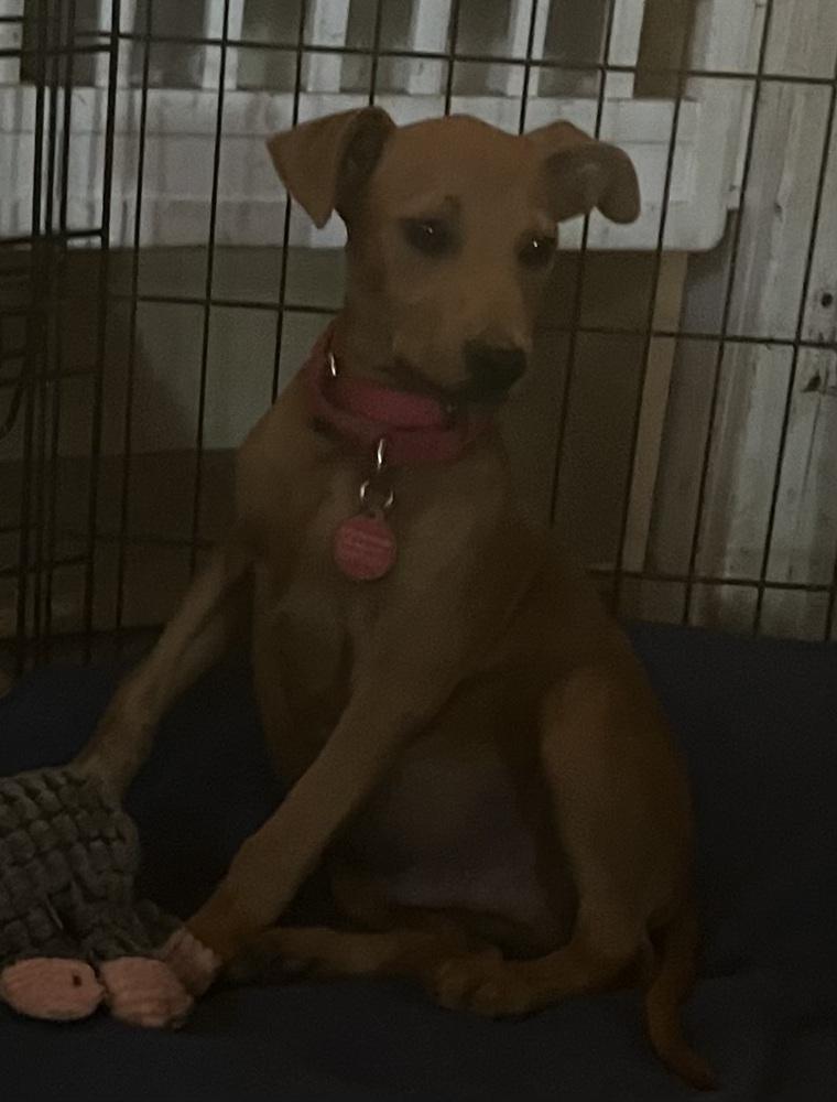 Pup Chip, Adoptable, Puppy Male Redbone Coonhound & Hound.