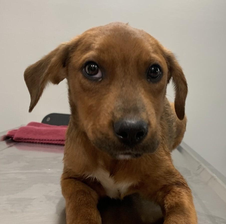 Enlarge Pup Chip, a Adoptable mixed breed in Washington, DC image 2/5