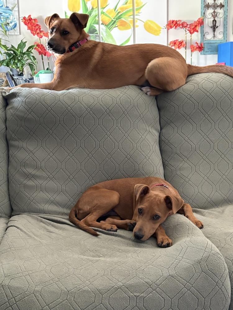 Enlarge Pup Chip, a Adoptable mixed breed in Washington, DC image 3/5