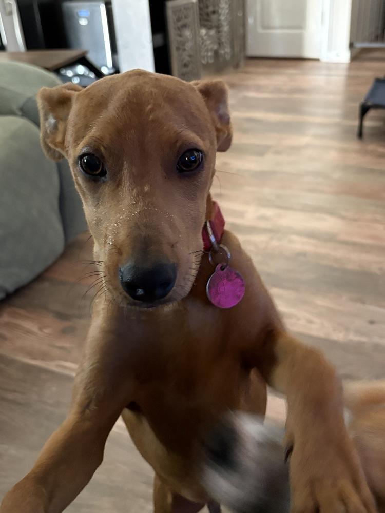 Enlarge Pup Chip, a Adoptable mixed breed in Washington, DC image 5/5