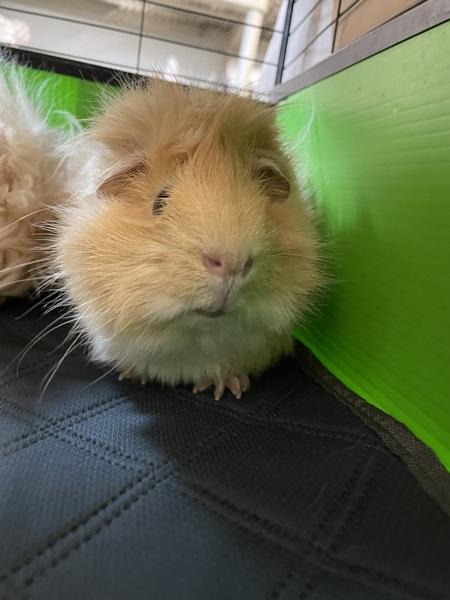 Enlarge Worm, a Adoptable mixed breed in Oakland, NJ image 1/1