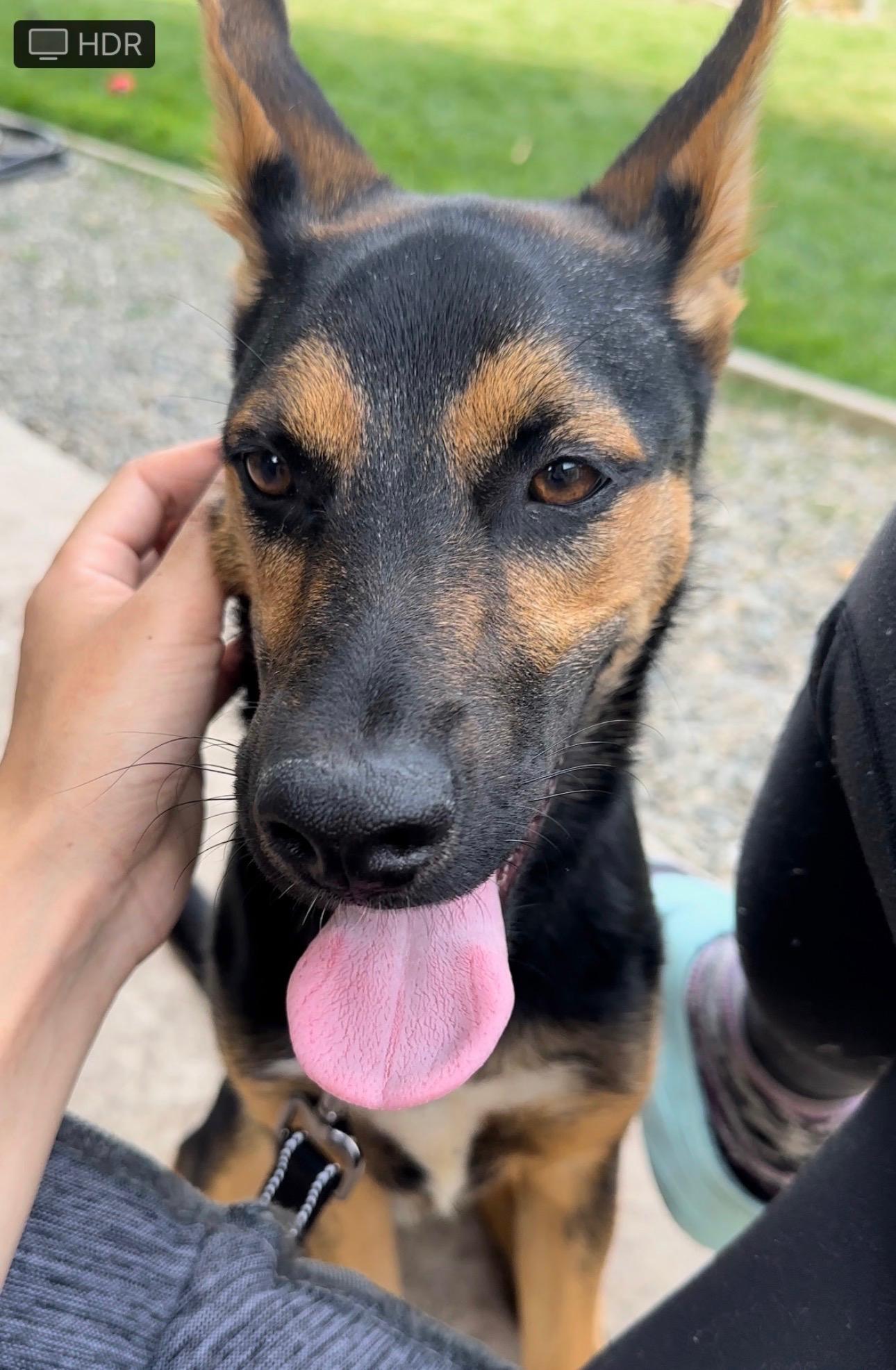 Enlarge Jackson, a Adoptable German Shepherd Dog in Oakland, CA image 5/6