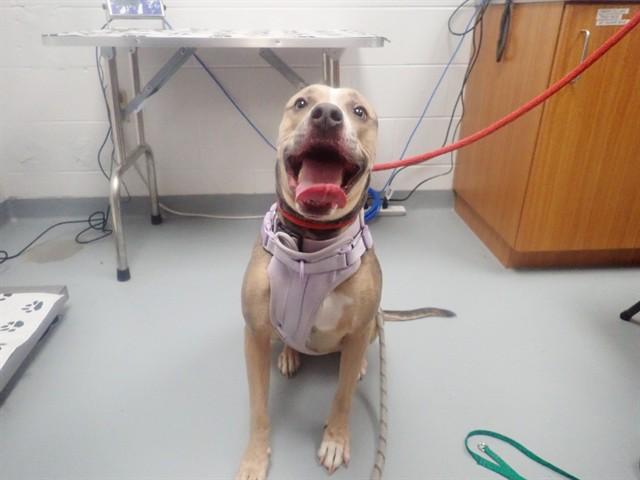 BLUE, Adoptable, Adult Female Pit Bull Terrier.