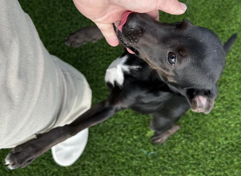 Louie, Adoptable, Young Male Miniature Pinscher & Mixed Breed.