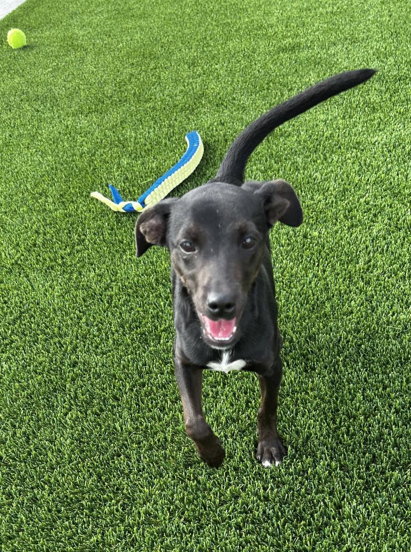Enlarge Louie, a Adoptable mixed breed in bellefontaine, OH image 2/6