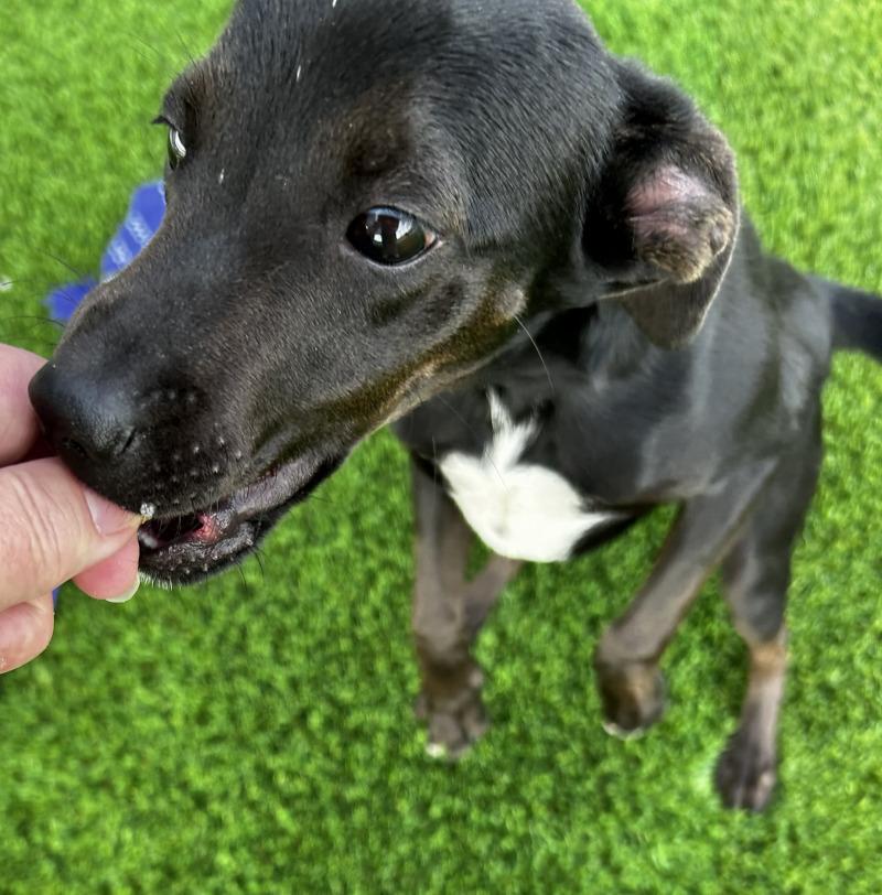 Enlarge Louie, a Adoptable mixed breed in bellefontaine, OH image 4/6