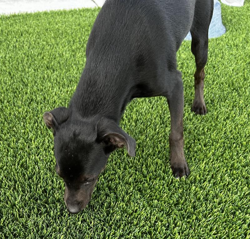 Enlarge Louie, a Adoptable mixed breed in bellefontaine, OH image 5/6