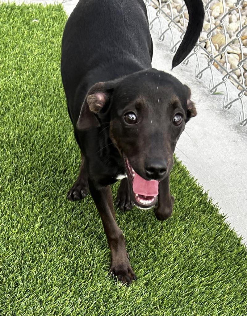 Enlarge Louie, a Adoptable mixed breed in bellefontaine, OH image 6/6