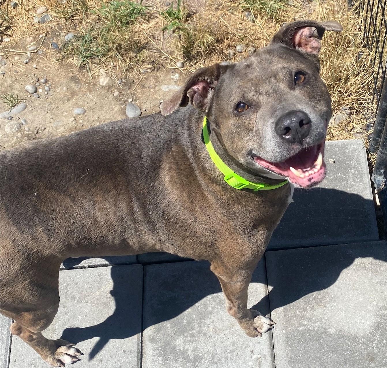 Enlarge Earl, a ADOPTABLE mixed breed in Billings, MT image 1/2