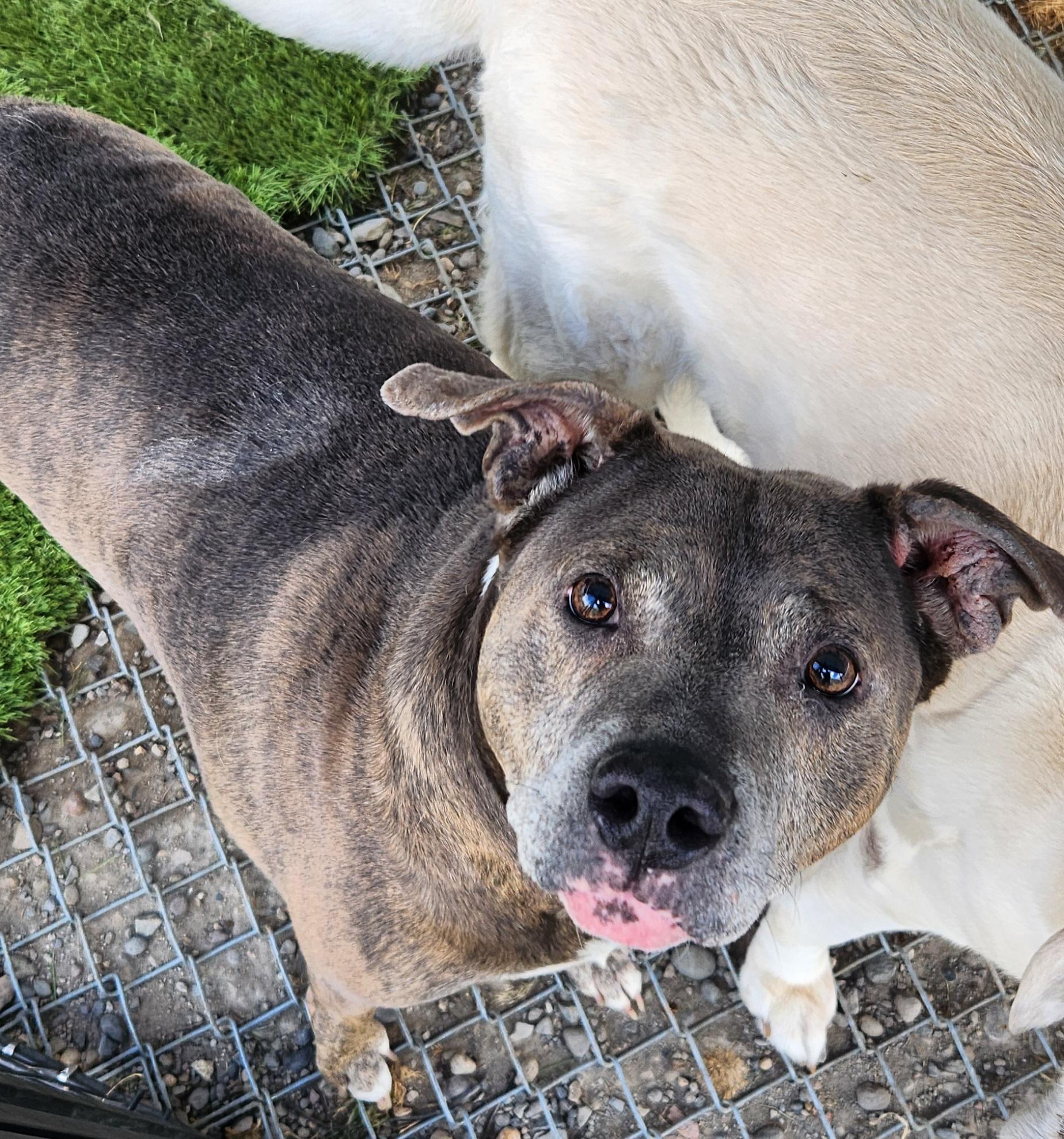 Enlarge Earl, a ADOPTABLE mixed breed in Billings, MT image 2/2