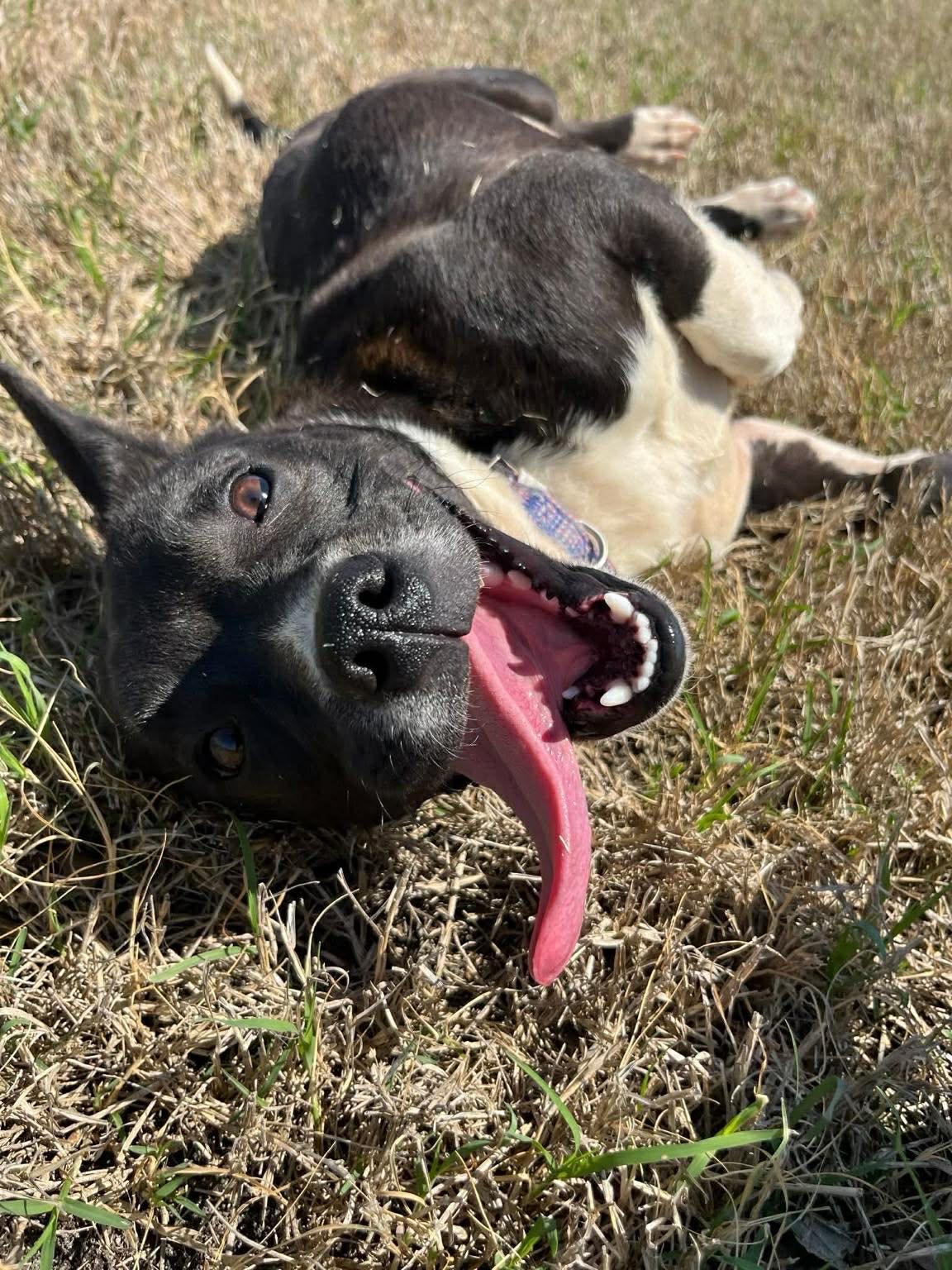 Enlarge Ira (25 pounds), a ADOPTABLE Mixed Breed in Millington, TN image 3/3