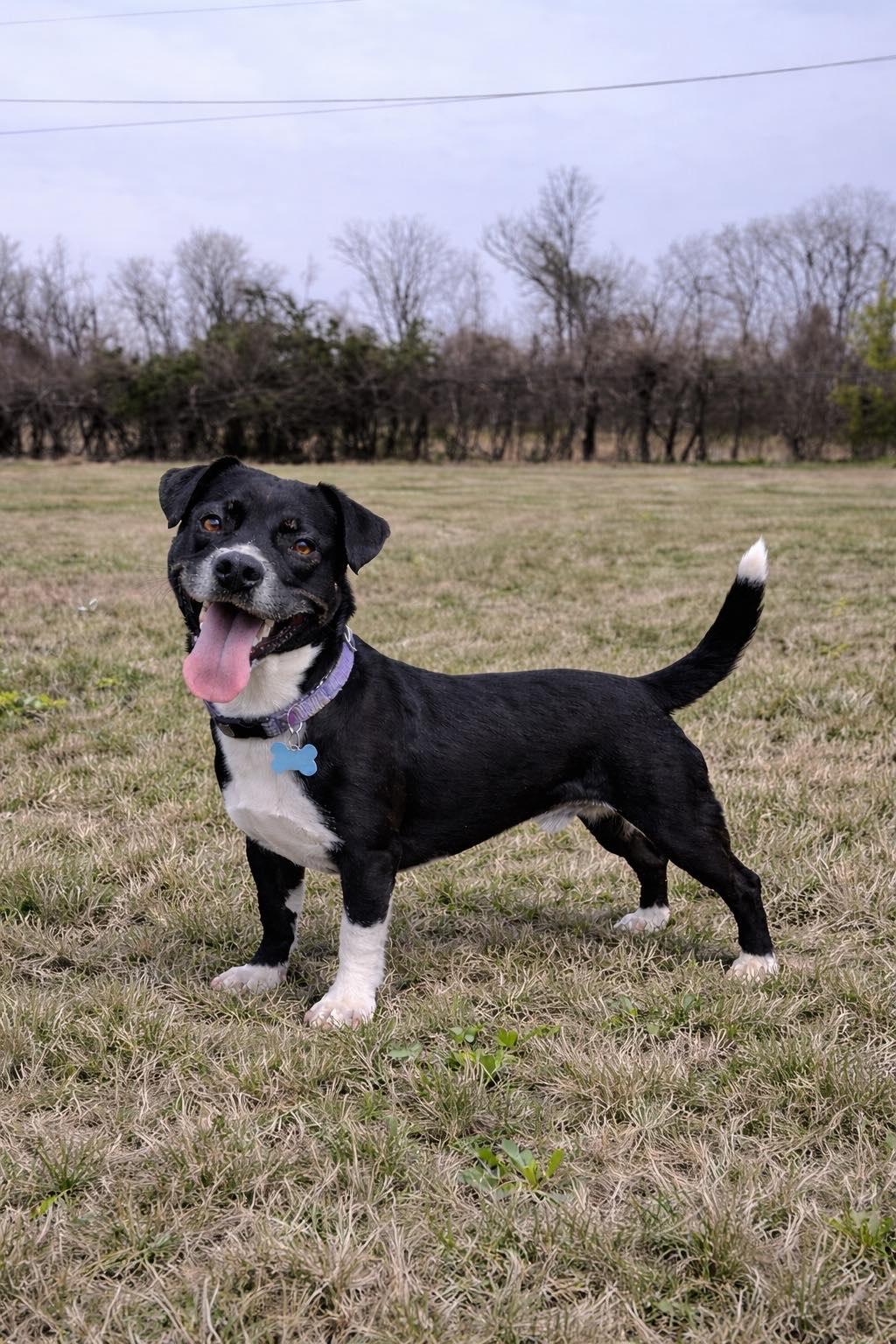 Ira (25 pounds), ADOPTABLE, Puppy Male Mixed Breed.