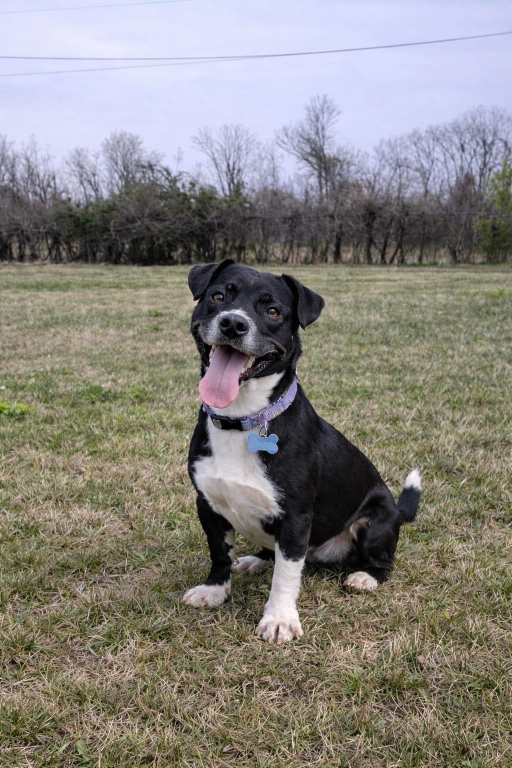Enlarge Ira (25 pounds), a ADOPTABLE Mixed Breed in Millington, TN image 2/3