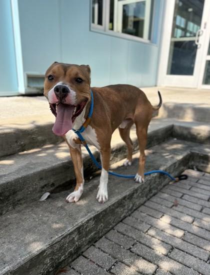 KK, Adoptable, Adult Male Pit Bull Terrier & Mixed Breed.