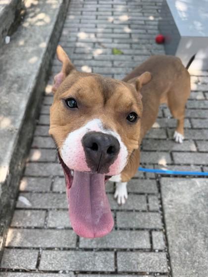 Enlarge KK, a Adoptable mixed breed in New Orleans, LA image 2/3