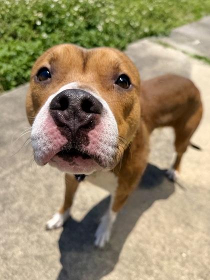 Enlarge KK, a Adoptable mixed breed in New Orleans, LA image 3/3