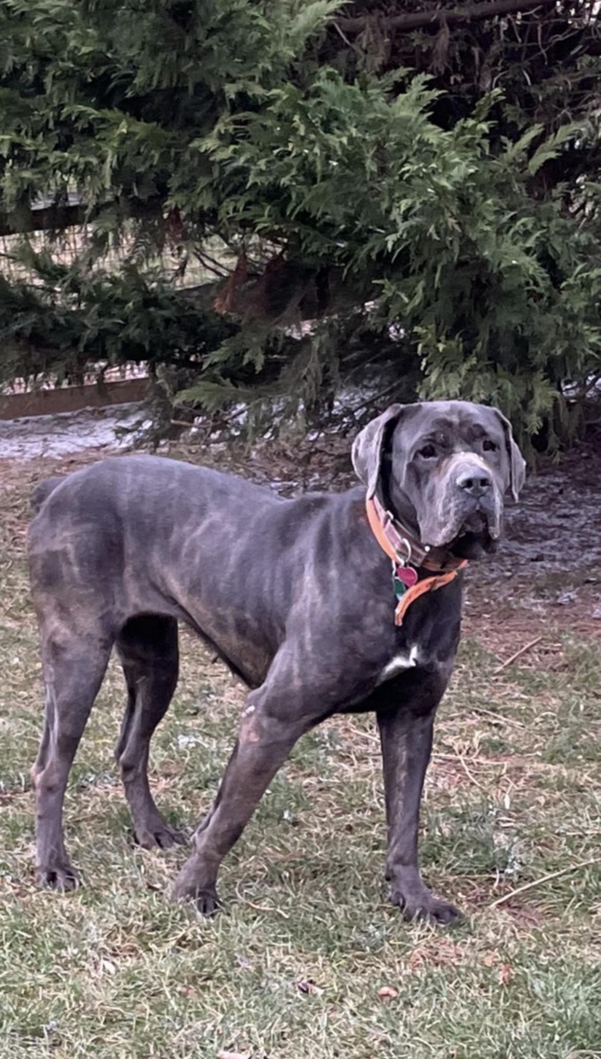 Enlarge Aurora, a ADOPTABLE Cane Corso in Lincoln University, PA image 1/1