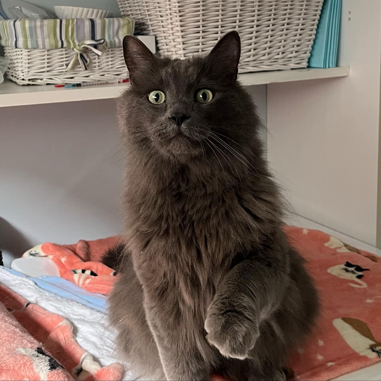 Chypy, an adoptable Domestic Long Hair, Chartreux in Montreal, QC, H4B 1E6 | Photo Image 1