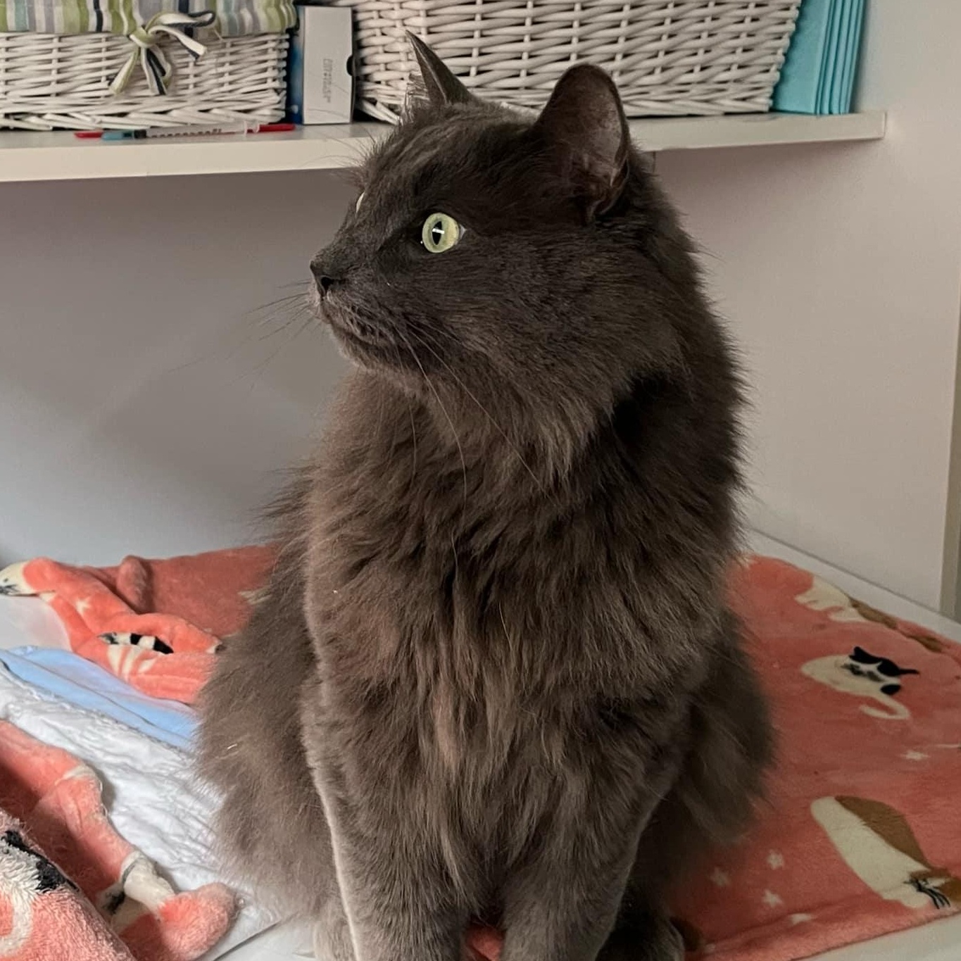 Chypy, an adoptable Domestic Long Hair, Chartreux in Montreal, QC, H4B 1E6 | Photo Image 2