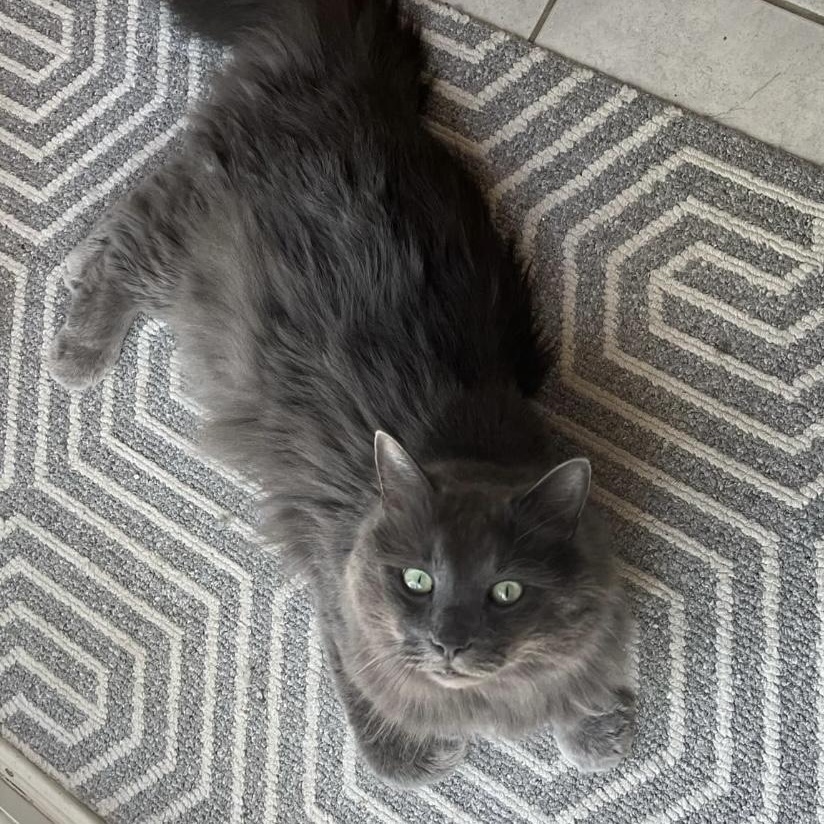 Chypy, an adoptable Domestic Long Hair, Chartreux in Montreal, QC, H4B 1E6 | Photo Image 3