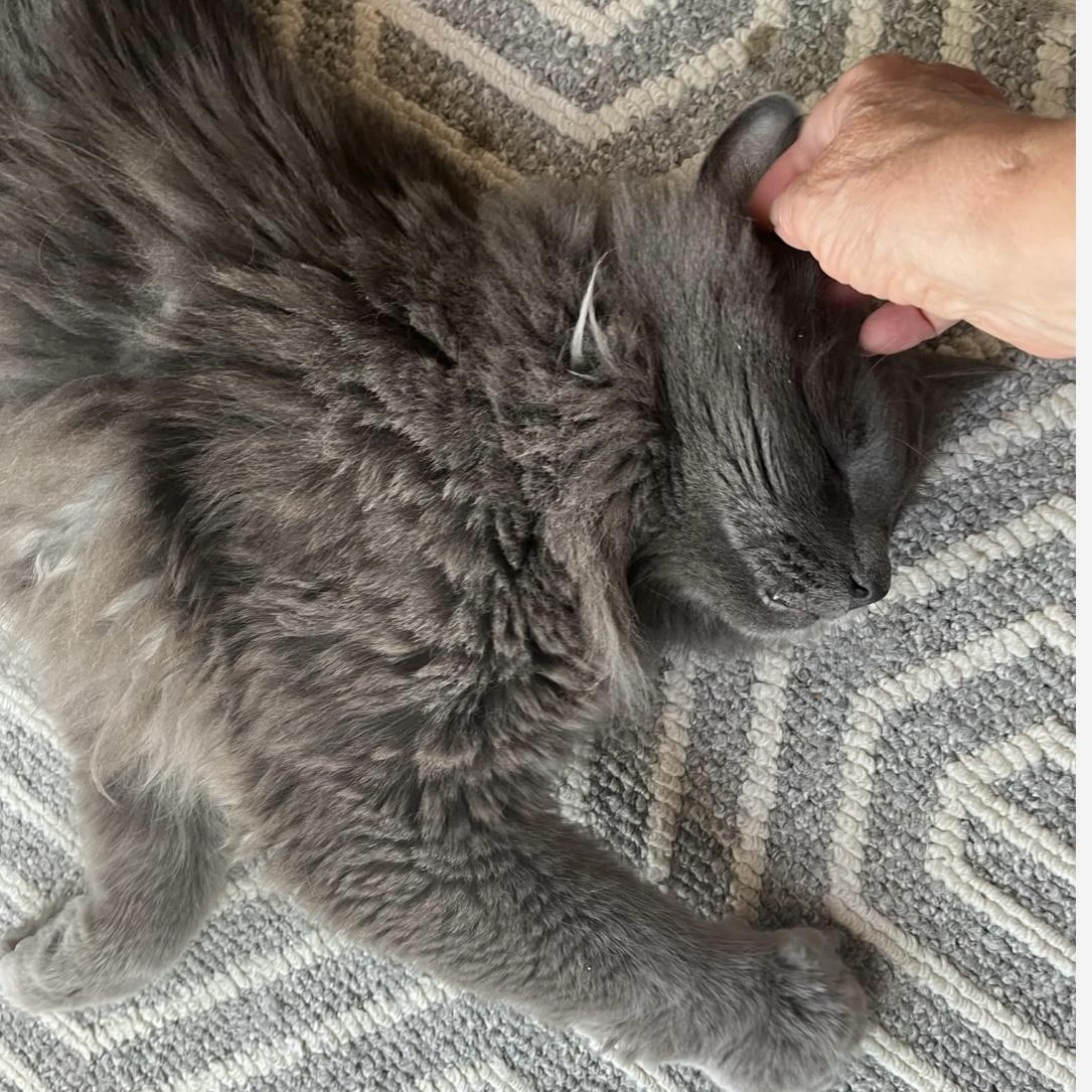Chypy, an adoptable Domestic Long Hair, Chartreux in Montreal, QC, H4B 1E6 | Photo Image 5