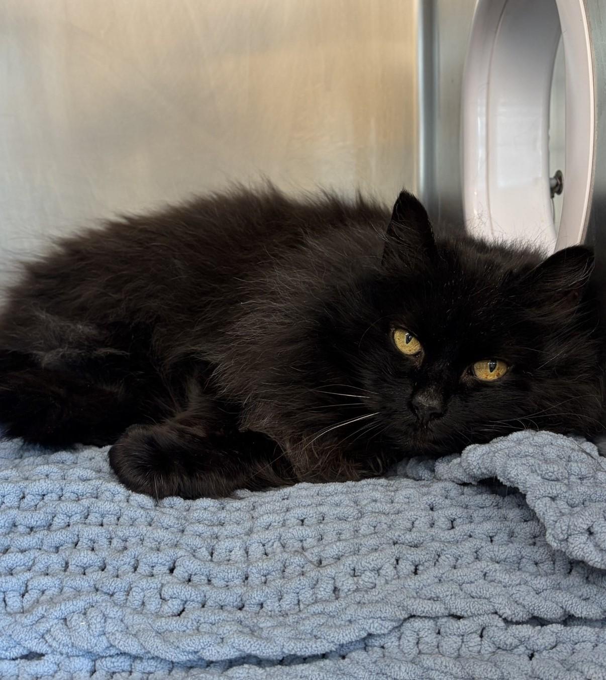 Enlarge Tasha, a ADOPTABLE Domestic Long Hair in Mississauga, ON image 2/5