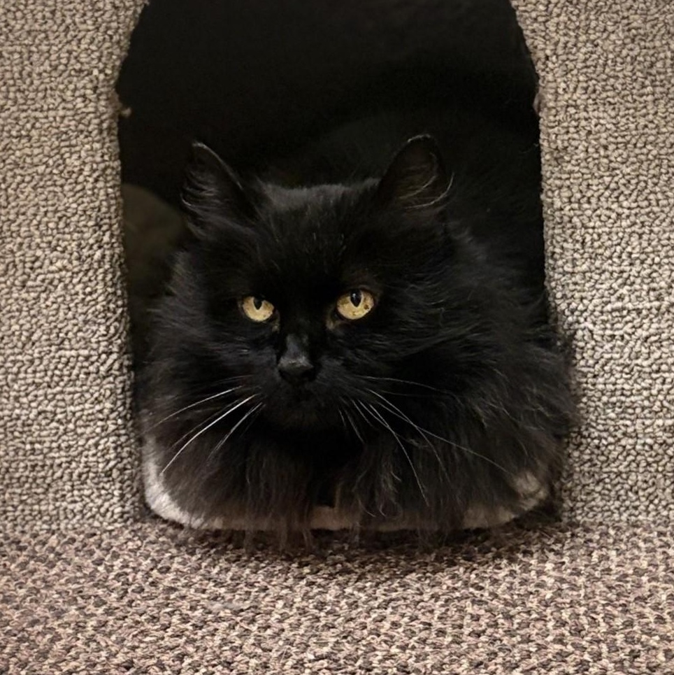 Enlarge Tasha, a ADOPTABLE Domestic Long Hair in Mississauga, ON image 1/5