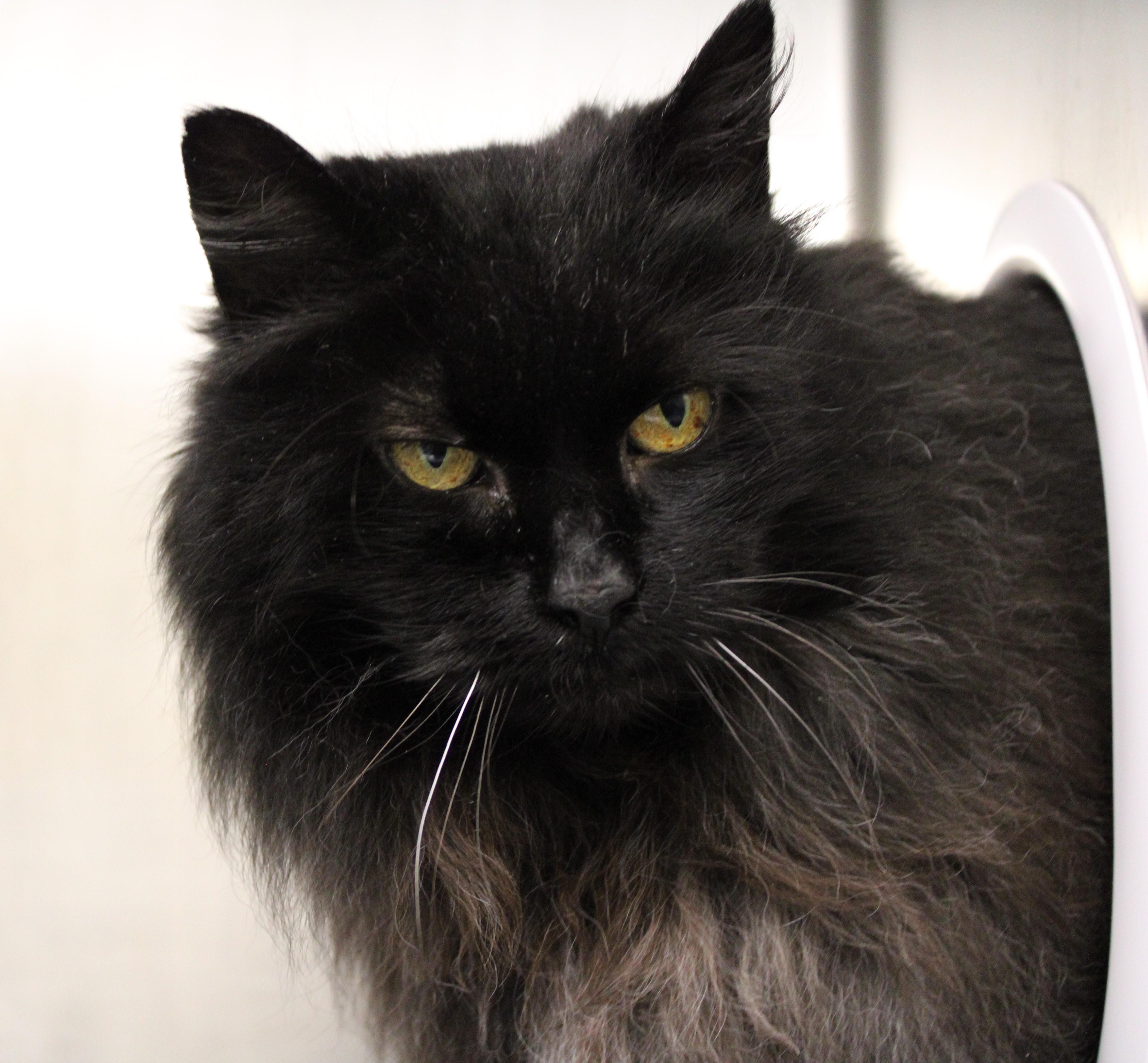 Enlarge Tasha, a ADOPTABLE Domestic Long Hair in Mississauga, ON image 3/5