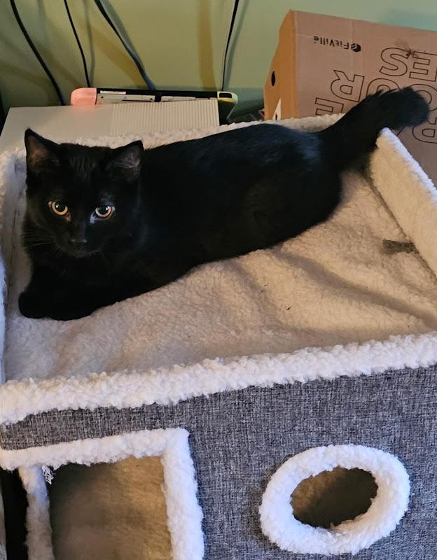 Sky, a ADOPTABLE Domestic Short Hair in Johnson City, TN image 2/3