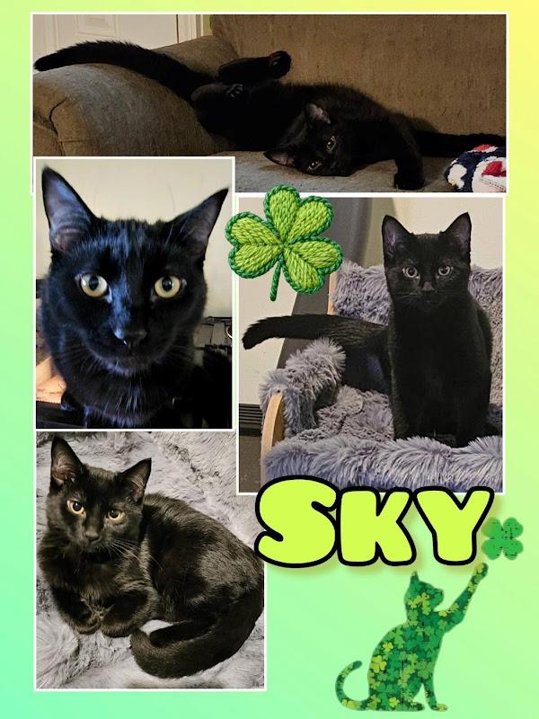 Sky, a ADOPTABLE Domestic Short Hair in Johnson City, TN image 3/3