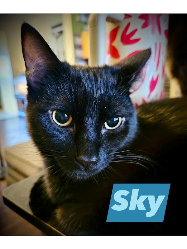 Sky, a ADOPTABLE Domestic Short Hair in Johnson City, TN image 1/3