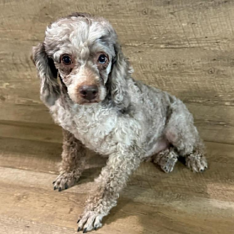 Dolly, adopted, Adult Female Miniature Poodle.