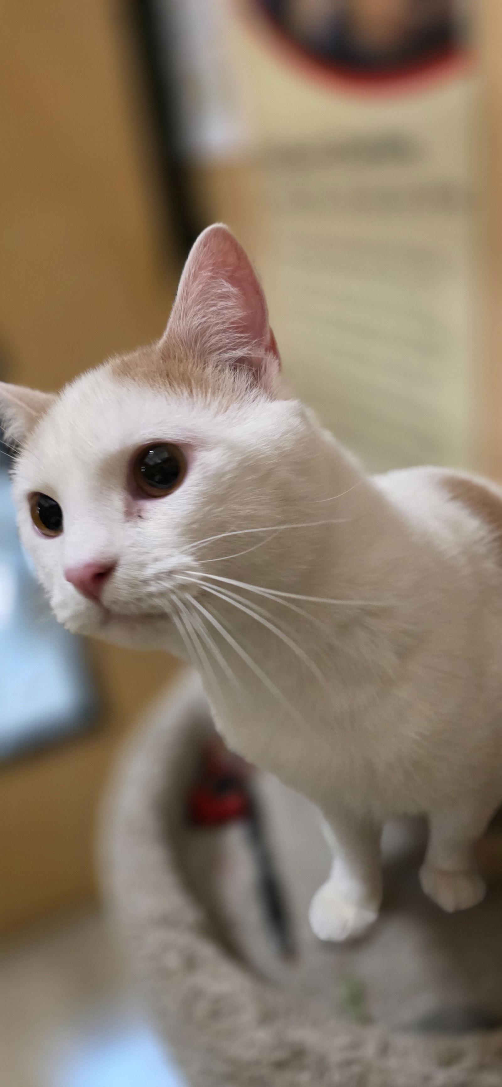 Enlarge Bonie, a Adoptable Domestic Medium Hair in Rowlett, TX image 1/2