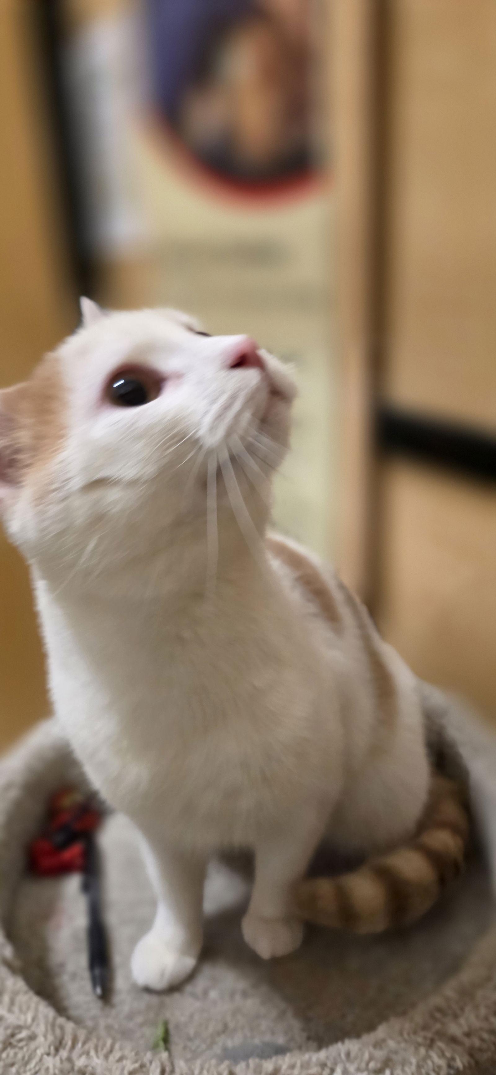 Enlarge Bonie, a Adoptable Domestic Medium Hair in Rowlett, TX image 2/2