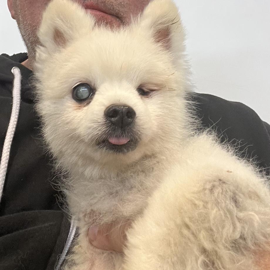 Enlarge Neive, a Adoptable Pomeranian in Studio City, CA image 1/3