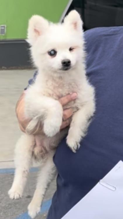 Enlarge Neive, a Adoptable Pomeranian in Studio City, CA image 2/3