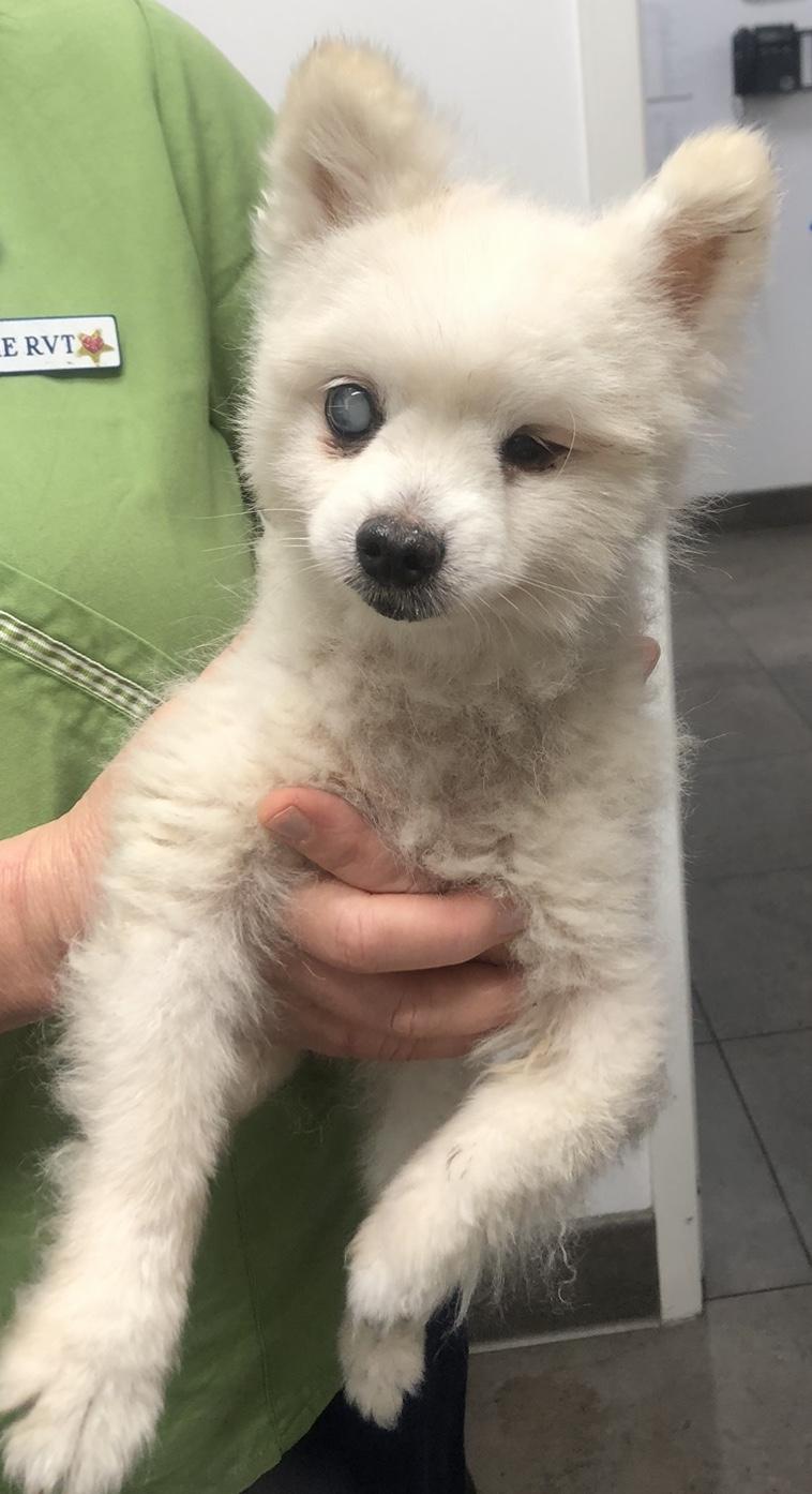 Enlarge Neive, a Adoptable Pomeranian in Studio City, CA image 3/3