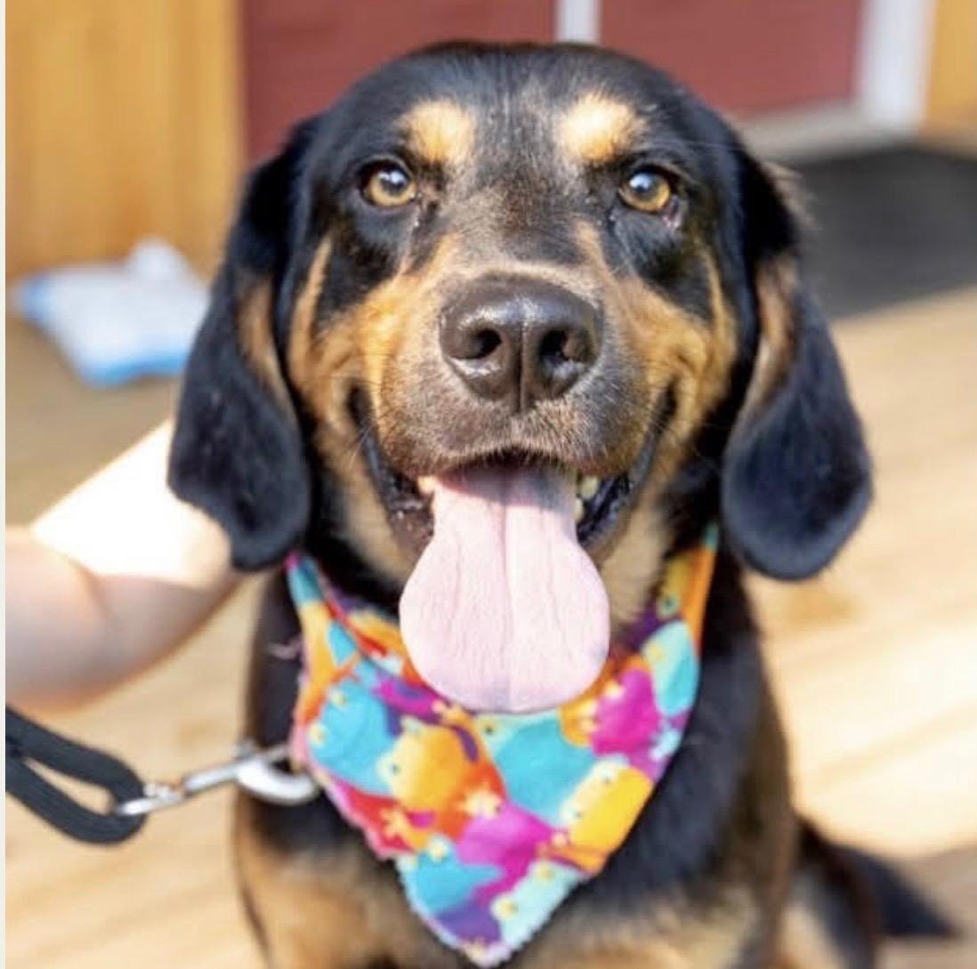 Atlas (Male), Adoptable, Adult Male Black and Tan Coonhound.