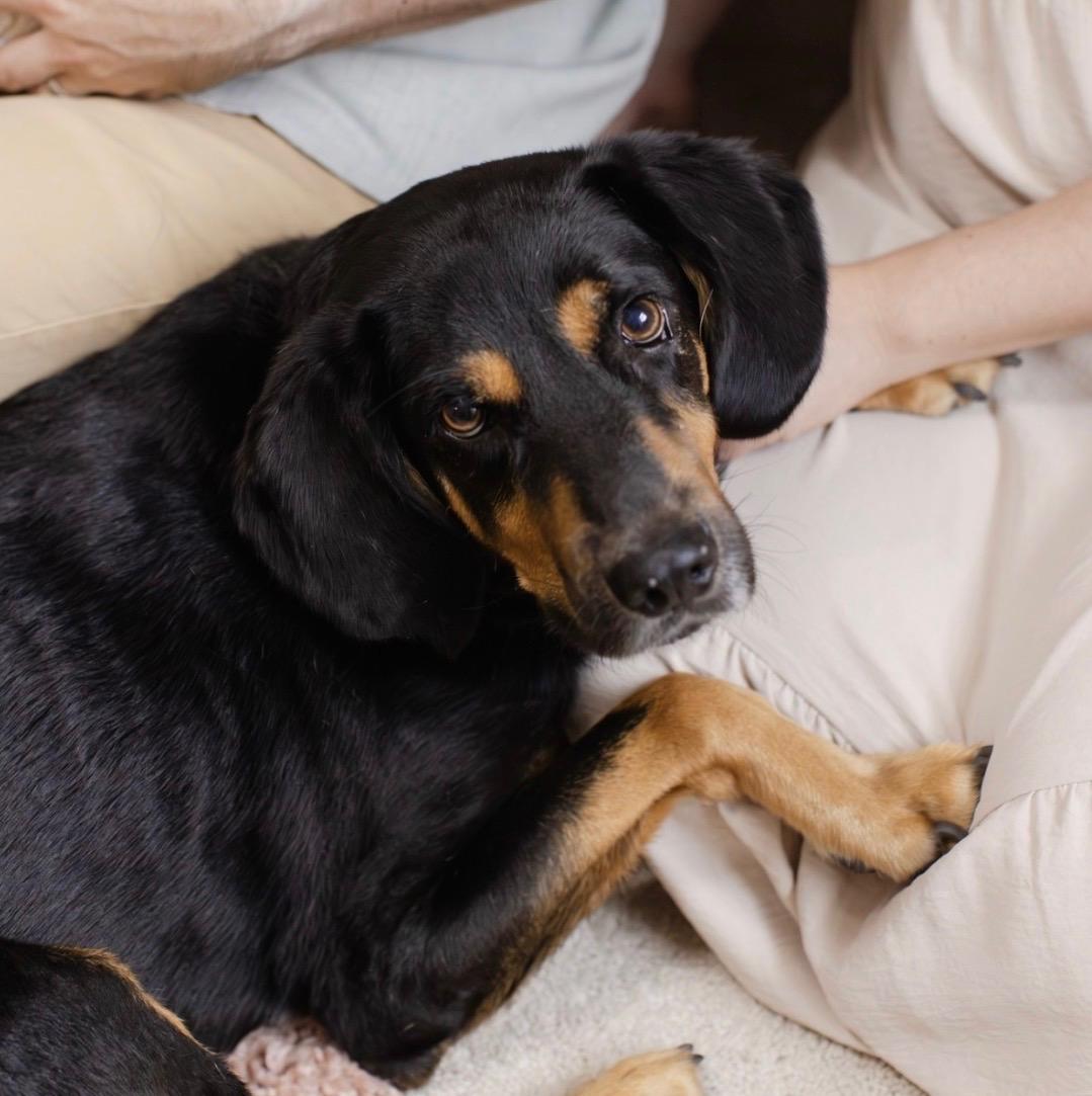 Atlas (Male), a Adoptable mixed breed in West Grove, PA image 2/4