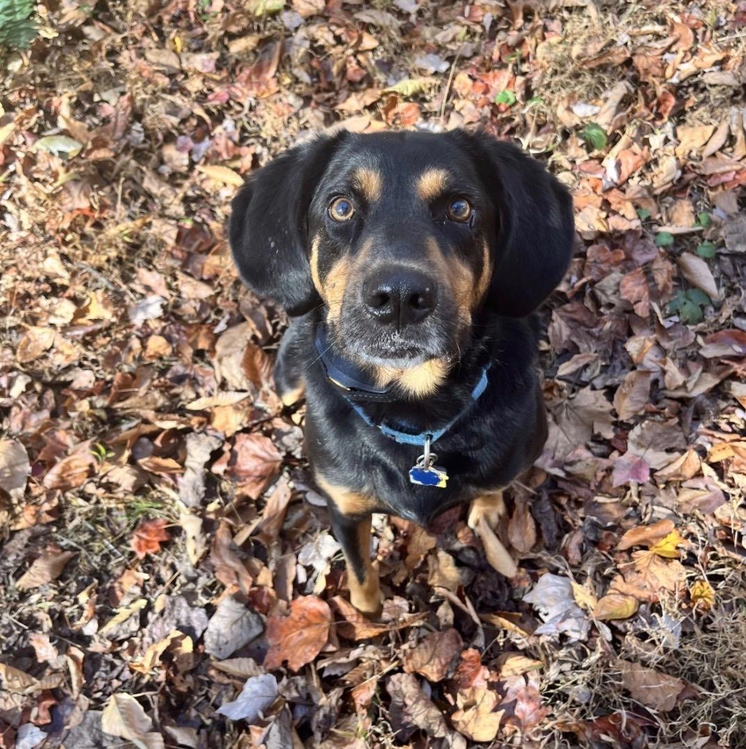 Atlas (Male), a Adoptable mixed breed in West Grove, PA image 3/4