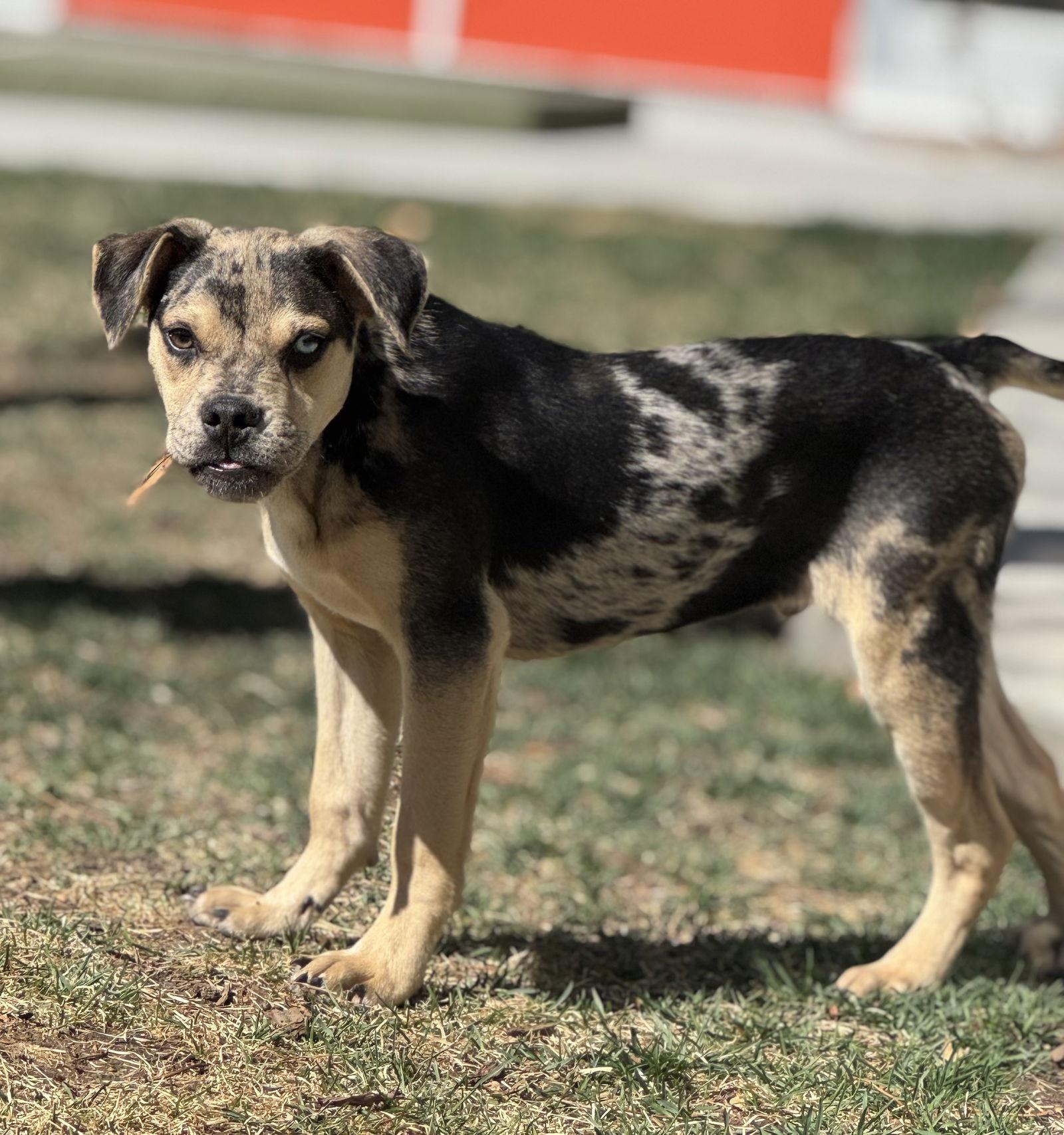 Enlarge Rue, a Adoptable Catahoula Leopard Dog in Evergreen, CO image 1/3